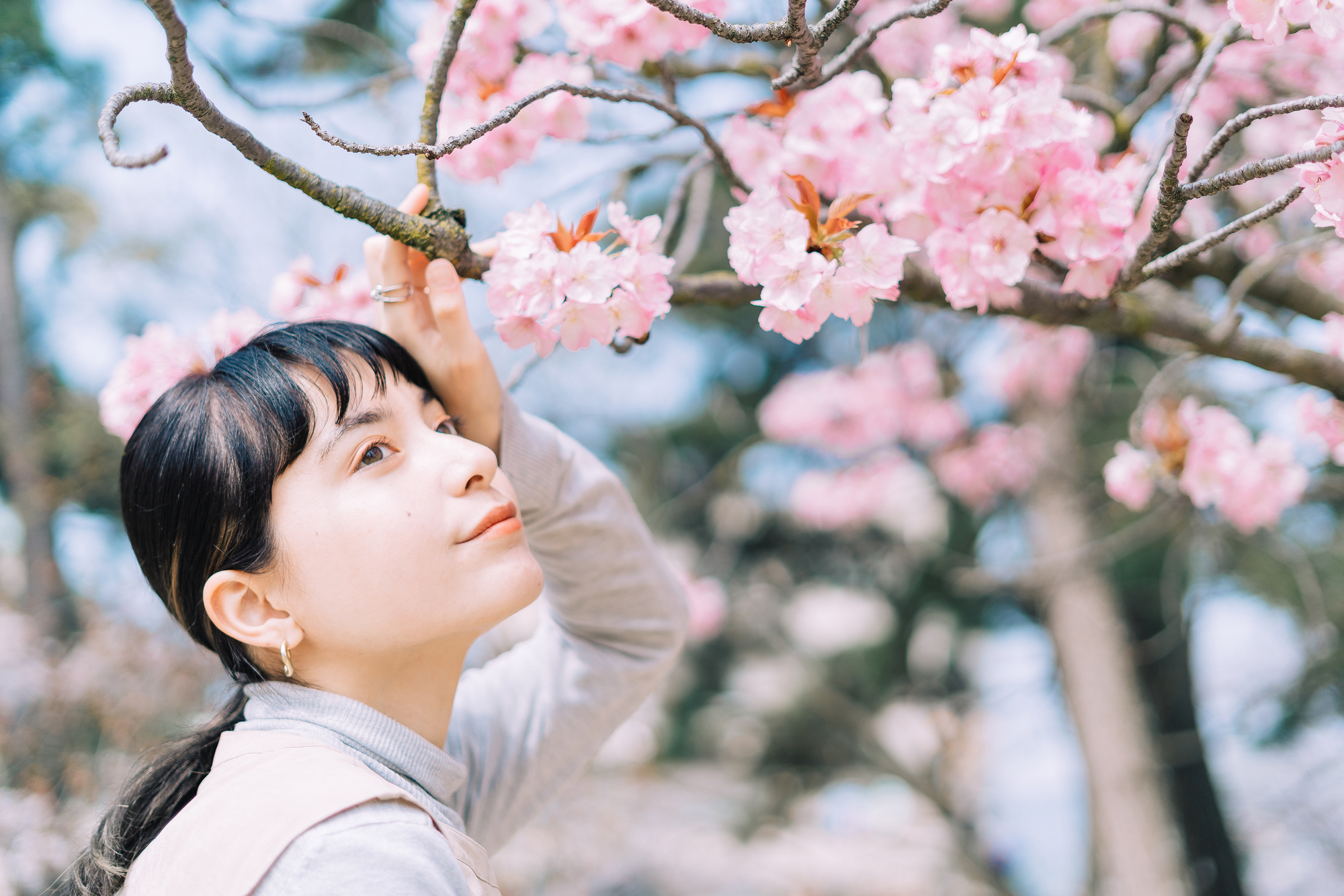 桜の枝に触れる外国人女性